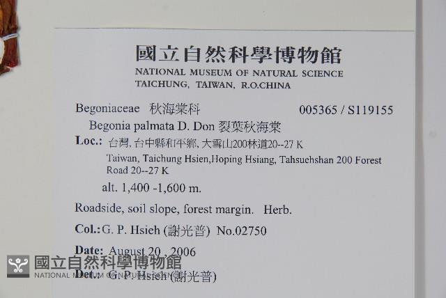 裂葉秋海棠藏品圖，第2張