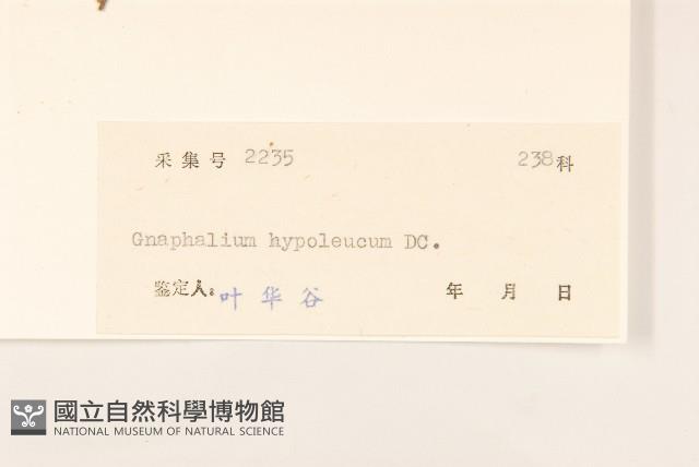 秋鼠麴草藏品圖，第3張