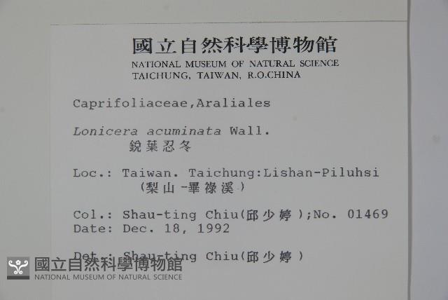 阿里山忍冬、漸尖葉忍冬藏品圖，第2張