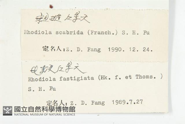 粗糙紅景天藏品圖，第3張