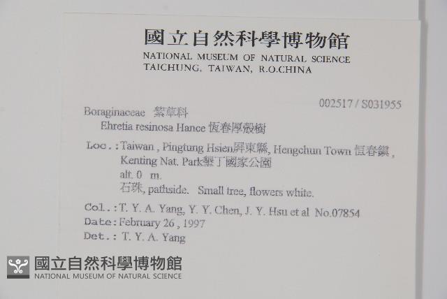 恆春厚殼樹藏品圖，第2張