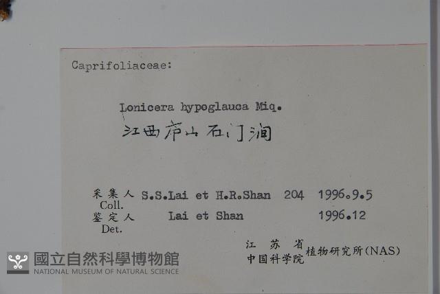 裡白忍冬、紅腺忍冬藏品圖，第2張