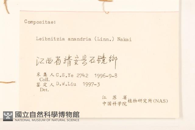 大丁草藏品圖，第3張