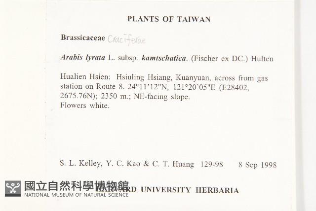 玉山筷子芥藏品圖，第2張