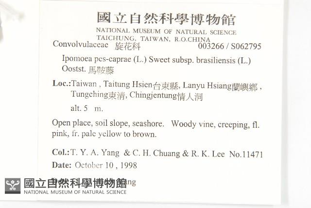 馬鞍藤藏品圖，第2張