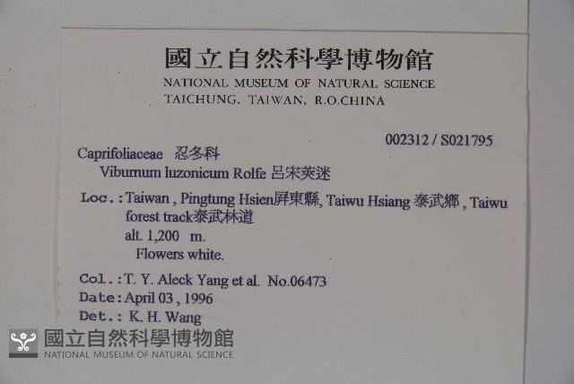 呂宋莢迷藏品圖，第2張