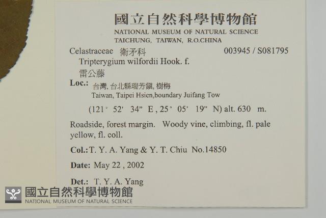 雷公藤藏品圖，第2張