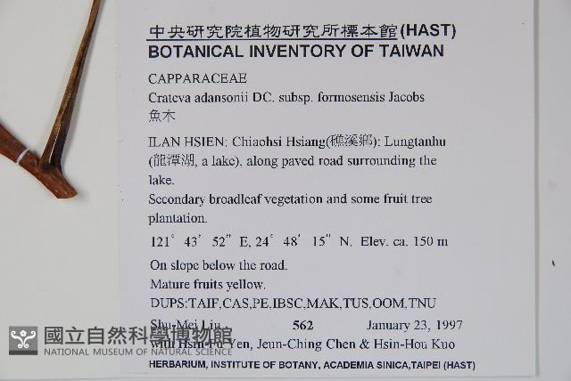 魚木藏品圖，第2張