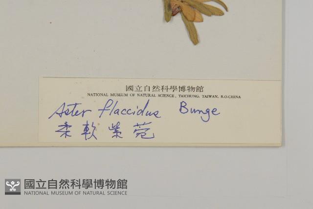 柔軟紫菀藏品圖，第3張