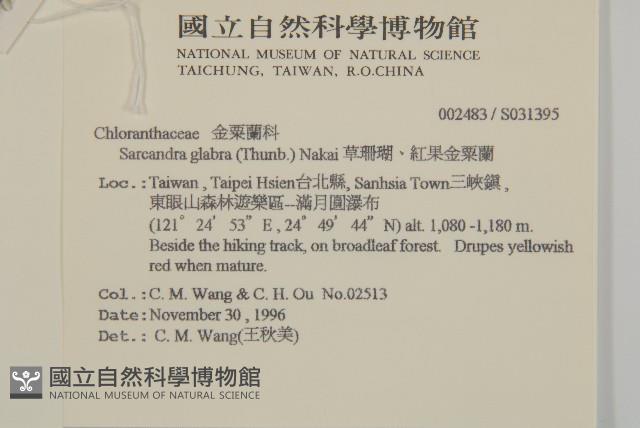 草珊瑚、紅果金粟蘭藏品圖，第2張