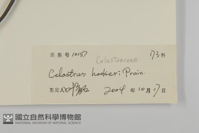 滇邊南蛇藤藏品圖，第3張