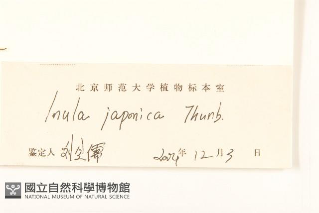 旋覆花藏品圖，第3張