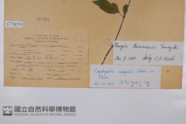 玉山石竹藏品圖，第2張