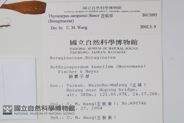 盾果草藏品圖，第2張