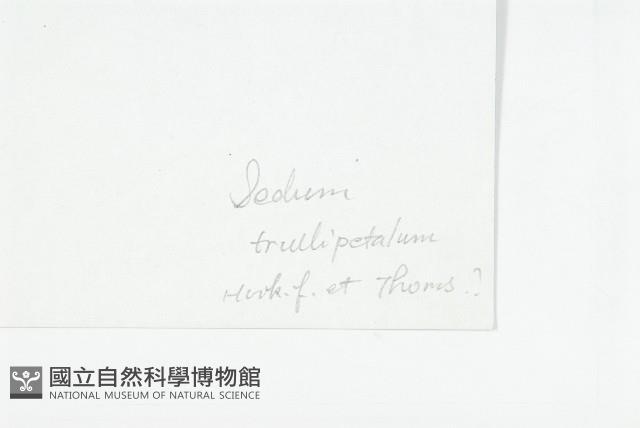 鏝瓣景天藏品圖，第3張