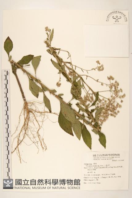 一枝香藏品圖，第3張