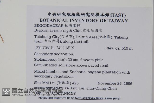 岩生秋海棠藏品圖，第2張