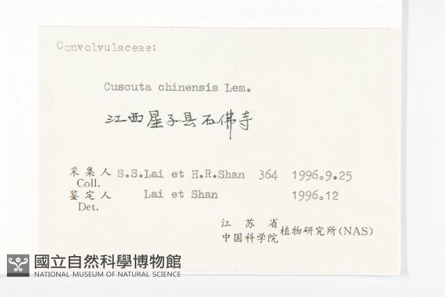 中國菟絲子藏品圖，第3張