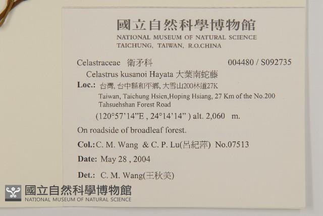 大葉南蛇藤藏品圖，第2張