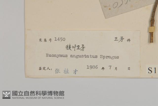 狹葉衛矛藏品圖，第3張