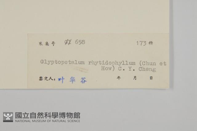 皺葉汋瓣藏品圖，第3張