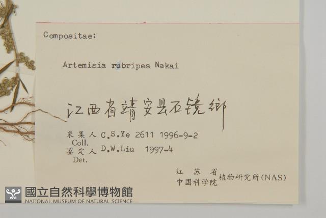 紅足蒿藏品圖，第3張