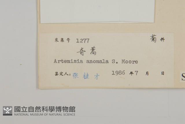 珍珠蒿、奇蒿藏品圖，第3張