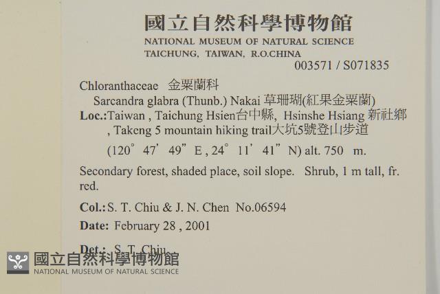 草珊瑚、紅果金粟蘭藏品圖，第2張