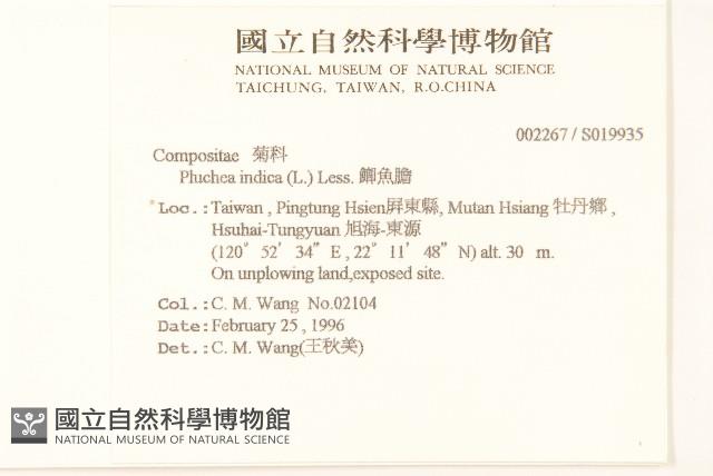 鯽魚膽、闊苞菊藏品圖，第2張