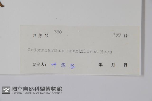 針刺草藏品圖，第2張