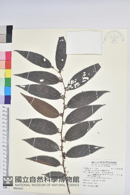 蝴蝶莢迷藏品圖，第3張