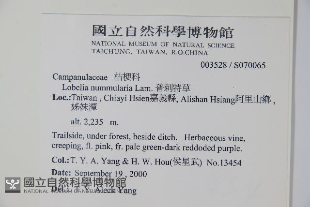 普刺特草藏品圖，第2張