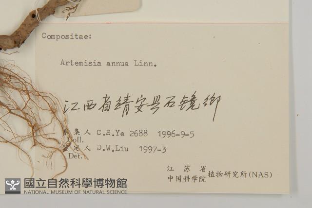 黃花蒿藏品圖，第3張