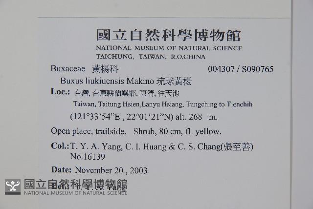 琉球黃楊藏品圖，第2張