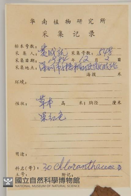 草珊瑚、紅果金粟蘭藏品圖，第2張