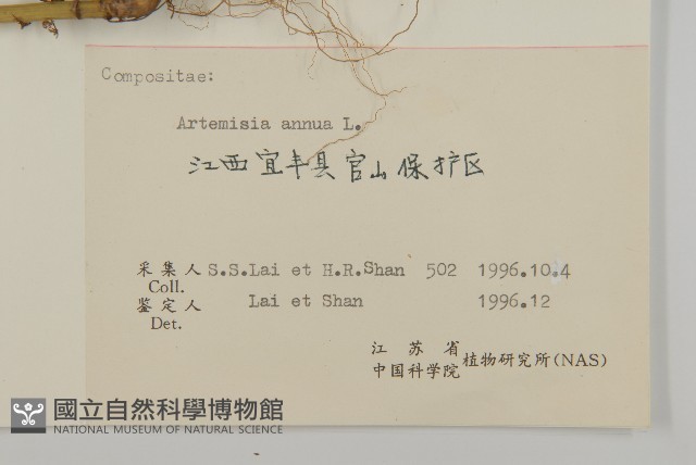 黃花蒿藏品圖，第3張