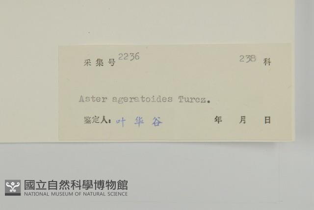 山白蘭藏品圖，第3張