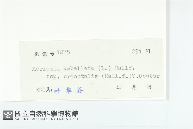 繖花菜欒藤藏品圖，第3張