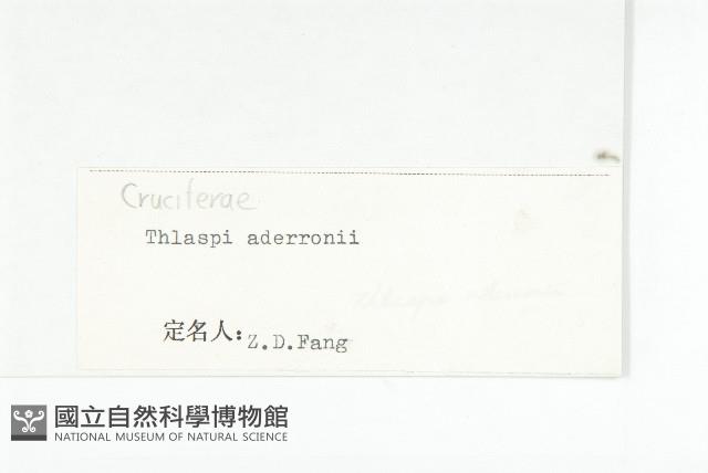 西藏菥蓂藏品圖，第3張