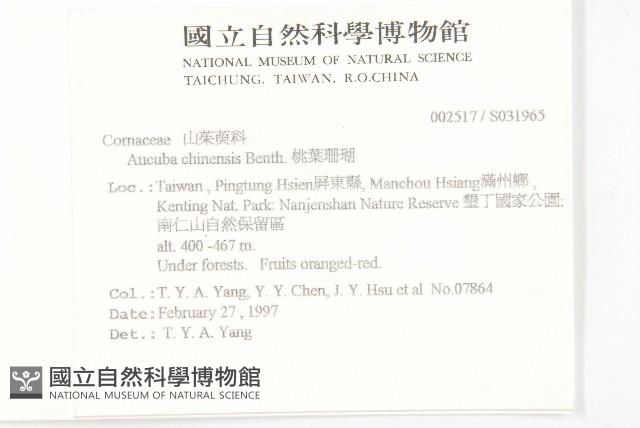 桃葉珊瑚藏品圖，第2張