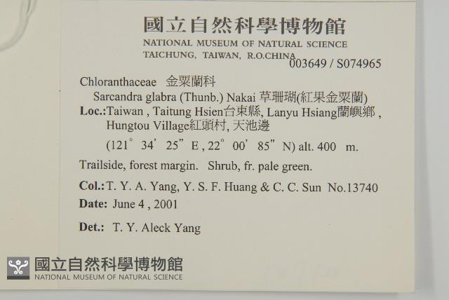 草珊瑚、紅果金粟蘭藏品圖，第2張