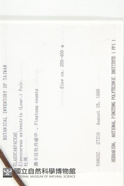 杜英、山杜英、蘭嶼杜英藏品圖，第2張