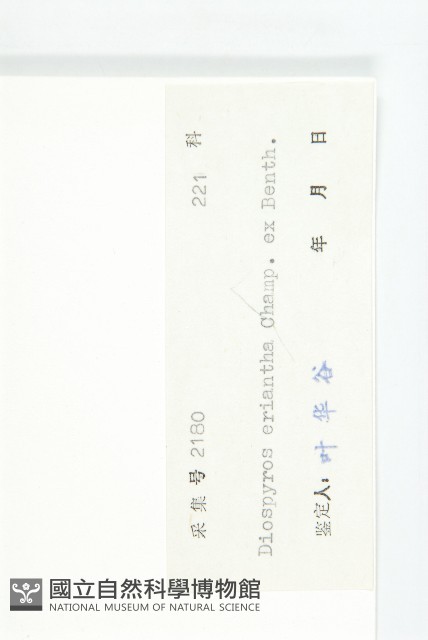 軟毛柿藏品圖，第3張