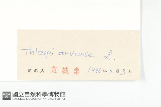 凹果菥蓂、遏藍菜藏品圖，第3張