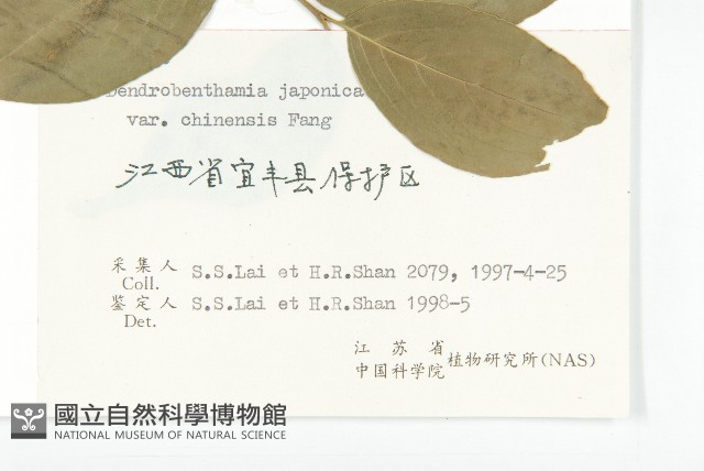 四照花藏品圖，第3張