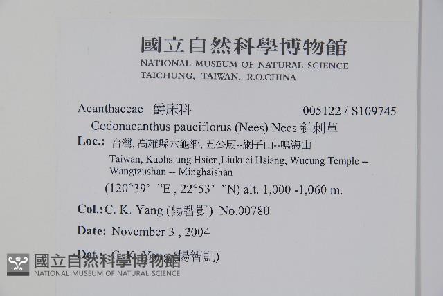 針刺草藏品圖，第2張