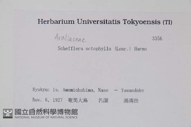 鵝掌柴、江某、鴨腳樹藏品圖，第2張
