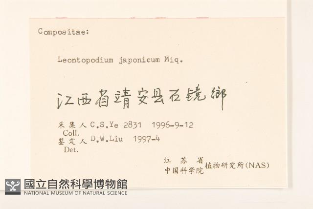 薄雪火絨草藏品圖，第3張