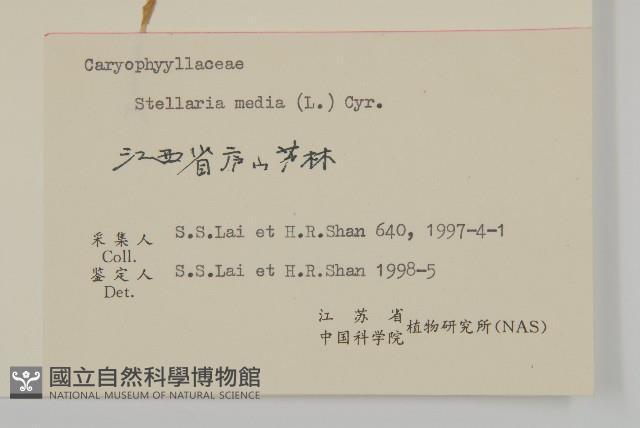 繁縷藏品圖，第3張