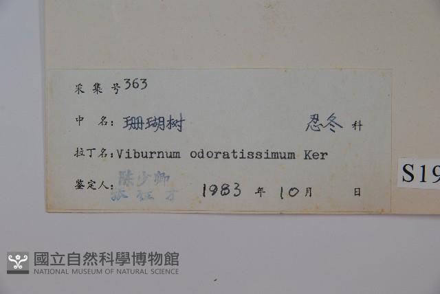 珊瑚樹藏品圖，第2張